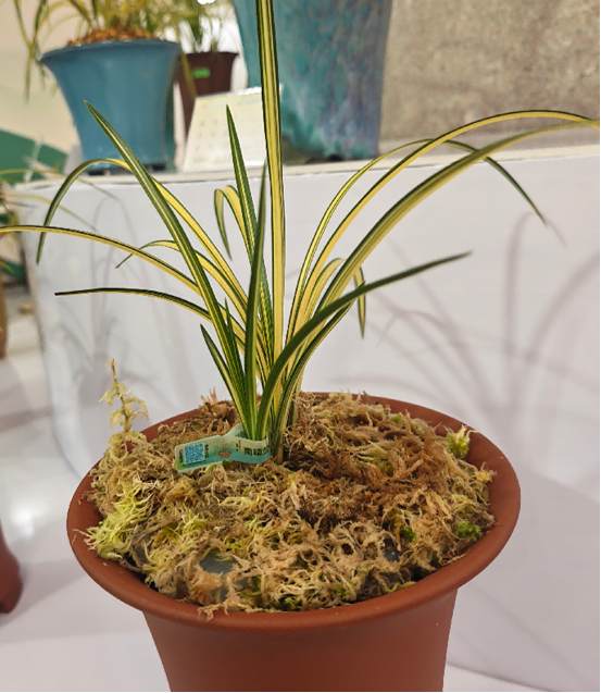 南靖兰花